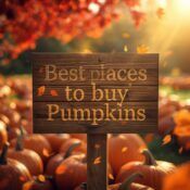 the best places to buy pumpkins